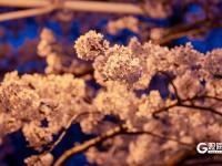 “夜樱”缤纷，青岛开启夜游赏花模式