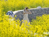 青岛女姑山公园油菜花海火出圈