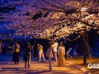 “夜樱”缤纷，青岛开启夜游赏花模式