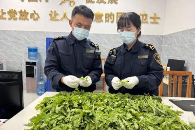 随身携带900多株罂粟苗过海关，网友评论：真“刑”