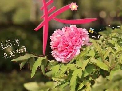闪电评论丨以牡丹为媒，共同讲好黄河故事