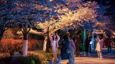 “夜樱”缤纷，青岛开启夜游赏花模式
