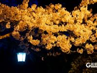 “夜樱”缤纷，青岛开启夜游赏花模式