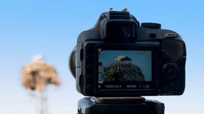 公安部：依法打击危害国家保护鸟类等野生动物犯罪活动