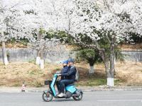 在海大，清明假期，从赏樱开始