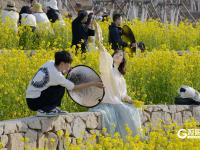 青岛女姑山公园油菜花海火出圈