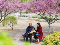 春暖花开，李村河开启春日“美颜”模式