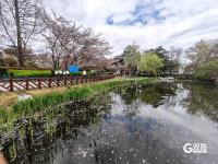 中山公园：单樱谢幕，双樱登场