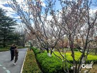 中山公园：单樱谢幕，双樱登场