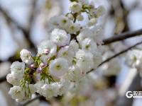 中山公园：单樱谢幕，双樱登场