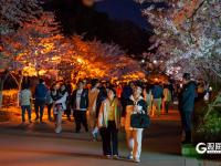 “夜樱”缤纷，青岛开启夜游赏花模式