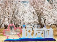 在海大，清明假期，从赏樱开始