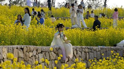 青岛女姑山公园油菜花海火出圈