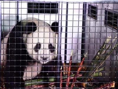 大熊猫“荷风”“兰韵”启程赴奥地利