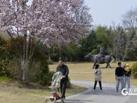 春风拂面，青岛这个国风公园开启繁花模式