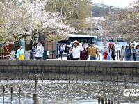中山公园：单樱谢幕，双樱登场
