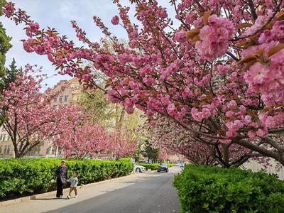 “何时赏、去哪赏”一图解决！2026年崂山春季赏花地图暖心上线