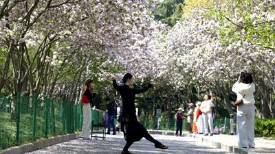 随风起舞，青岛这条海棠路下起“花瓣雨”