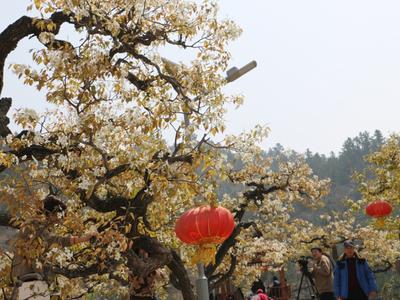 @市民游客：4月6日第二届崂山“花朝节”与您不见不散