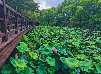 女支书领航“小江南” 旧村蝶变文旅打卡地