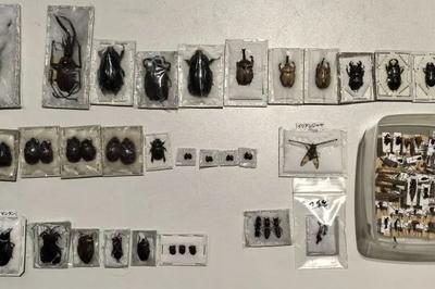 携带昆虫标本入境被查获！海关提醒