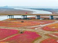 青岛西海岸迎来“颜值巅峰”，五河口红海滩湿地如梦似幻
