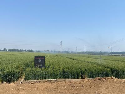 科学应对“干热风”，撑起小麦“保护伞”