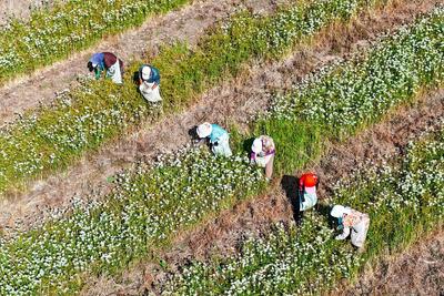 山东出台实施意见，推动全省乡村富民产业高质量发展