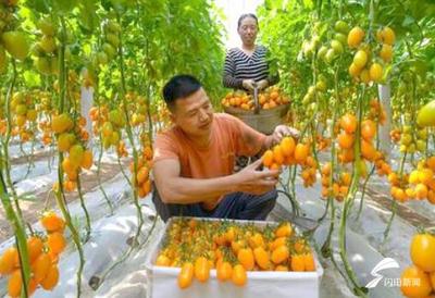 如何做大乡村富民产业？山东这样作答