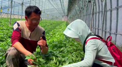红薯栽种忙 增收添“薯光”
