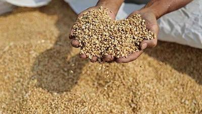 奇记｜小满时节 最爱家乡垄头麦