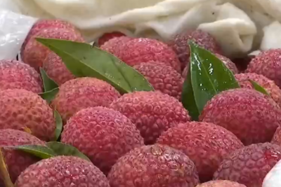 甜甜的荔枝竟会导致低血糖！千万别多吃，当心“荔枝病”