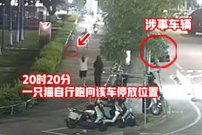 “汽车拖猫事件”后续：三人造谣网暴被行拘