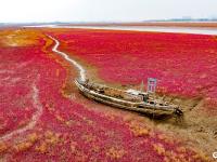 青岛西海岸迎来“颜值巅峰”，五河口红海滩湿地如梦似幻