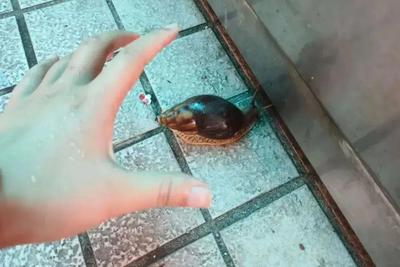 提醒！雨后遇到这种大蜗牛千万别碰