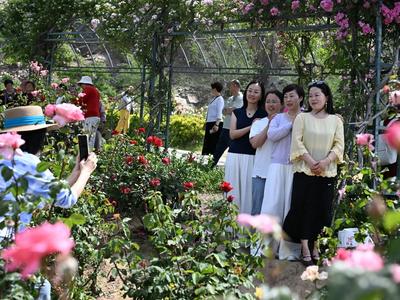这里不只有石林，还有“花海”