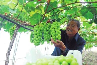 培育农业新特色、打造本土乡村IP……​青岛这个街道成立乡村共富联盟