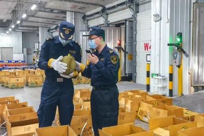 1600吨榴莲到了！预计本月中下旬降价