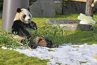 日本和歌山县4只大熊猫将于6月28日送返中国