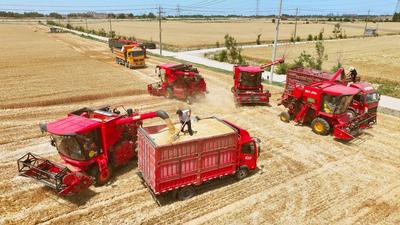 潍坊寿光北部13万亩盐碱地迈向高产田：八年改碱夺粮，盐碱滩拱起“金粮仓”