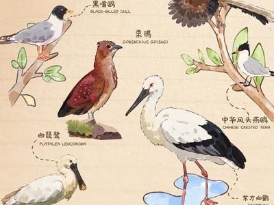 世界环境日丨神奇动物在山东