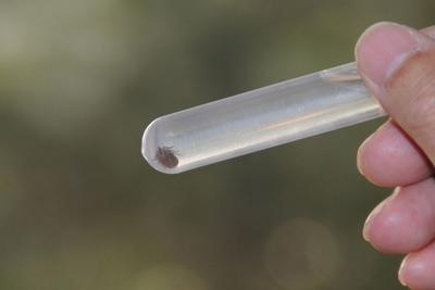 警惕蜱虫出没，这份防护攻略请收好