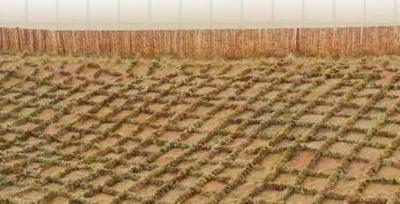 宁夏境内腾格里沙漠锁边全面完成