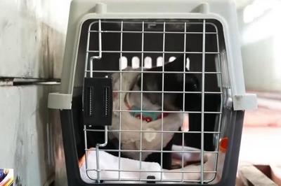 看病比人贵，宠物保险靠不靠谱？