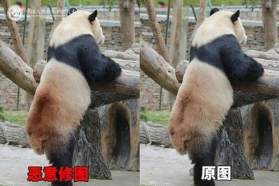 大熊猫背上疑似有“血洞”？熊猫中心发文