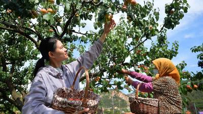 夏果飘香助增收