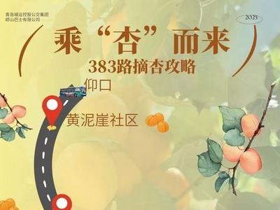 乘“杏”而来、尽“杏”而归！崂山巴士多措并举为采摘季添彩