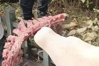 四川自贡一小学被曝使用发臭猪肉，官方通报：已封存，正在检测