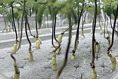 ​长白山人参在青岛莱西实现规模化水培种植，月产量达50万株