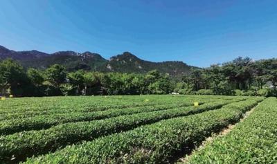 茶树间种豌豆 每亩增收近千元